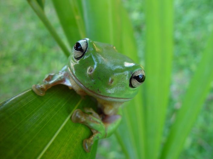 candid-frog